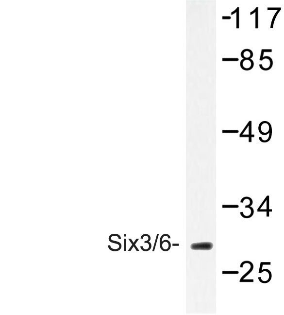 Western blot of Six3/6 (D228) pAb in extracts from HUVEC cells.