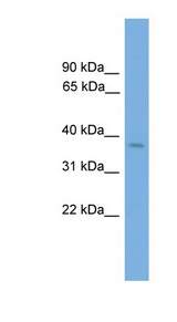 SIX3 antibody LS-C116055 Western blot of Mouse Thymus lysate.