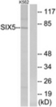 Western blot of extracts from K562 cells, using SIX5 Antibody. The lane on the right is treated with the synthesized peptide.