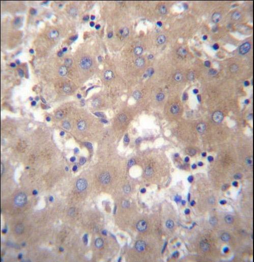 SIX5 Antibody immunohistochemistry of formalin-fixed and paraffin-embedded human liver tissue followed by peroxidase-conjugated secondary antibody and DAB staining.