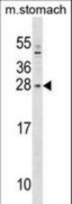 SIX6 Antibody western blot of mouse stomach tissue lysates (35 ug/lane). The SIX6 antibody detected the SIX6 protein (arrow).