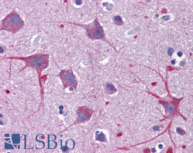 Anti-SKA1 antibody IHC of human brain, cortex. Immunohistochemistry of formalin-fixed, paraffin-embedded tissue after heat-induced antigen retrieval. Antibody LS-B5037 concentration 5 ug/ml.