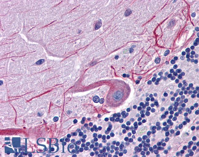 Anti-SKA1 antibody IHC of human brain, cerebellum. Immunohistochemistry of formalin-fixed, paraffin-embedded tissue after heat-induced antigen retrieval. Antibody LS-B5037 concentration 5 ug/ml.