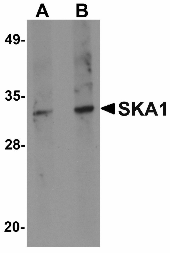 Western blot of SKA1 in A549 cell lysate with SKA1 antibody at (A) 0.5 and (B) 1 ug/ml.
