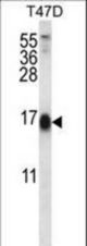 SKA2 Antibody western blot of T47D cell line lysates (35 ug/lane). The SKA2 antibody detected the SKA2 protein (arrow).