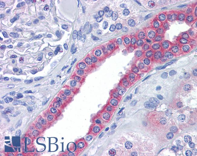 Anti-SKA2 antibody IHC of human kidney. Immunohistochemistry of formalin-fixed, paraffin-embedded tissue after heat-induced antigen retrieval. Antibody LS-B5038 concentration 5 ug/ml.