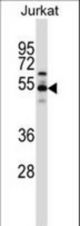 VPS4B Antibody western blot of Jurkat cell line lysates (35 ug/lane). The VPS4B antibody detected the VPS4B protein (arrow).