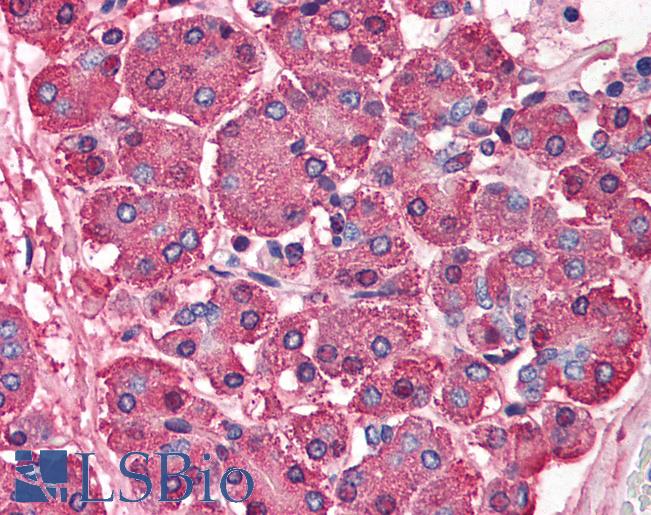Anti-SKI antibody IHC of human pancreas. Immunohistochemistry of formalin-fixed, paraffin-embedded tissue after heat-induced antigen retrieval. Antibody LS-B552 concentration 5 ug/ml.