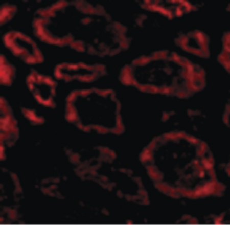 Immunofluorescence of Ski in Human Kidney cells with Ski antibody at 20 ug/ml.