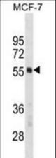 PTBP1 Antibody western blot of MCF-7 cell line lysates (35 ug/lane). The PTBP1 antibody detected the PTBP1 protein (arrow).