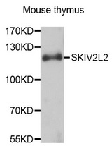 Western blot analysis of extracts of Mouse thymus cell line, using SKIV2L2 antibody.