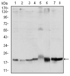 Western blot using SKP1 mouse monoclonal antibody against HeLa (1), NIH/3T3 (2), A431 (3), RAJI (4), PC-12 (5), Cos7 (6), MCF-7 (7) and HepG2 (8) cell lysate.