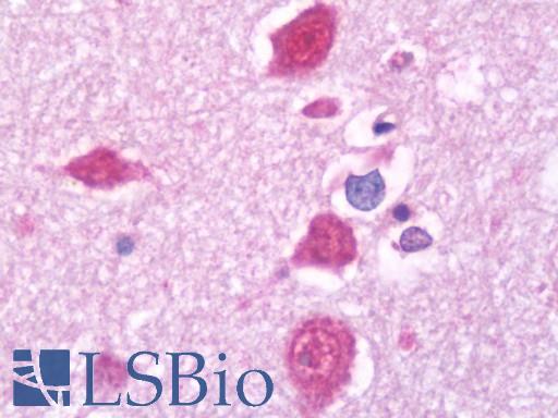 Anti-SKP1 antibody IHC staining of human brain, cortex. Immunohistochemistry of formalin-fixed, paraffin-embedded tissue after heat-induced antigen retrieval. Antibody LS-B10728 dilution 1:50.