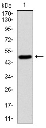 Western blot using SKP1 monoclonal antibody against human SKP1 (AA: 1-160) recombinant protein. (Expected MW is 50 kDa)