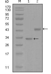 Western blot using SKP2 mouse monoclonal antibody against truncated Trx-SKP2 recombinant protein (1) and GST-SKP2 (aa1-130) recombinant protein (2).