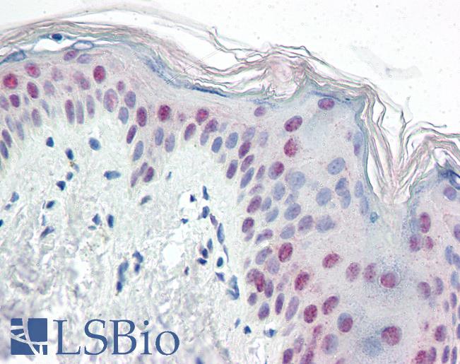 Anti-PTBP1 antibody IHC of human skin. Immunohistochemistry of formalin-fixed, paraffin-embedded tissue after heat-induced antigen retrieval. Antibody LS-B3235 concentration 5 ug/ml.