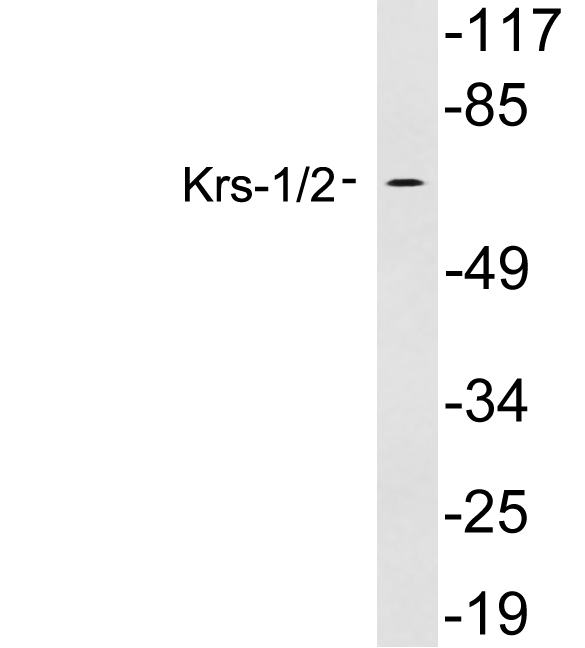 Western blot of extracts from 293 cells, using Krs-1/2 antibody.