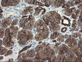 IHC of paraffin-embedded Human pancreas tissue using anti-SLA2 mouse monoclonal antibody.