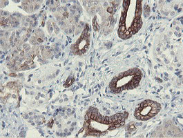 IHC of paraffin-embedded Human pancreas tissue using anti-SLA2 mouse monoclonal antibody.