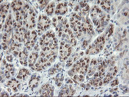 IHC of paraffin-embedded Human pancreas tissue using anti-SLA2 mouse monoclonal antibody.