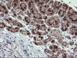 IHC of paraffin-embedded Human pancreas tissue using anti-SLA2 mouse monoclonal antibody. (Heat-induced epitope retrieval by 10mM citric buffer, pH6.0, 100C for 10min).