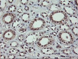 IHC of paraffin-embedded Human Kidney tissue using anti-SLA2 mouse monoclonal antibody. (Heat-induced epitope retrieval by 10mM citric buffer, pH6.0, 100C for 10min).