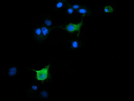 Anti-SLA2 mouse monoclonal antibody immunofluorescent staining of COS7 cells transiently transfected by pCMV6-ENTRY SLA2.
