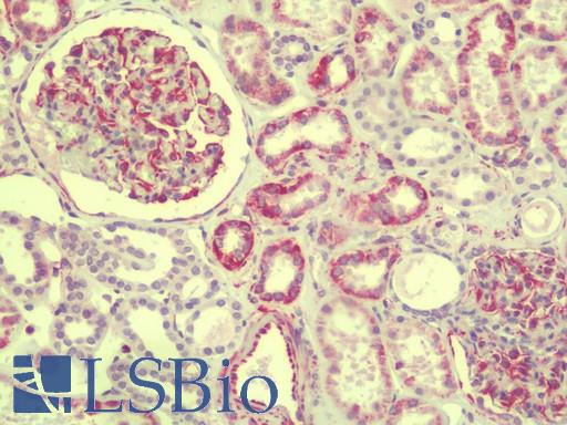 Anti-SLAIN1 antibody IHC staining of human kidney. Immunohistochemistry of formalin-fixed, paraffin-embedded tissue after heat-induced antigen retrieval. Antibody LS-B9595 concentration 10 ug/ml.