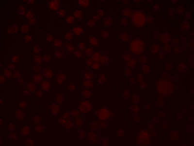 Immunofluorescence of SLAIN1 in A549 cells with SLAIN1 antibody at 2.5 µg/mL.