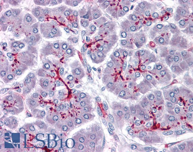 Anti-SLAIN1 antibody IHC of human pancreas. Immunohistochemistry of formalin-fixed, paraffin-embedded tissue after heat-induced antigen retrieval. Antibody LS-B4721 concentration 5 ug/ml.
