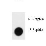 Dot blot of anti-Phospho-SLAMF1-pY281 Antibody on nitrocellulose membrane. 50ng of Phospho-peptide or Non Phospho-peptide per dot were adsorbed. Antibody working concentrations are 0.5ug per ml.