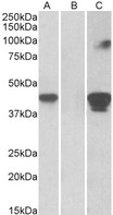 SLAMF8 antibody HEK293 lysate (10 ug protein in RIPA buffer) overexpressing Human SLAMF8 with C-terminal MYC tag probed with (1 ug/ml) in Lane A and probed with anti-MYC Tag (1/1000) in lane C. Mock-transfected HEK293 probed with (1 ug/ml) in Lane B. Primary incubations were for 1 hour. Detected by chemiluminescence.