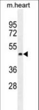 PTCD2 Antibody western blot of mouse heart tissue lysates (35 ug/lane). The PTCD2 antibody detected the PTCD2 protein (arrow).