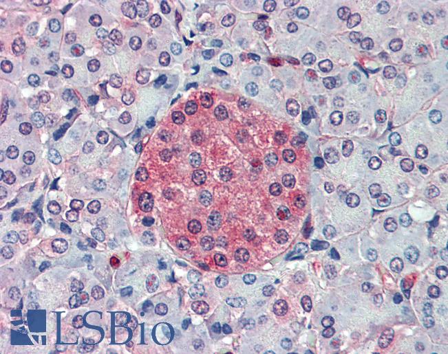 Anti-SLC11A2 antibody LS-A9282 IHC of human pancreas. Immunohistochemistry of formalin-fixed, paraffin-embedded tissue after heat-induced antigen retrieval.