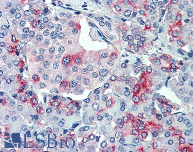 Anti-SLC11A2 antibody LS-A9281 IHC of human, pancreas. Immunohistochemistry of formalin-fixed, paraffin-embedded tissue after heat-induced antigen retrieval.
