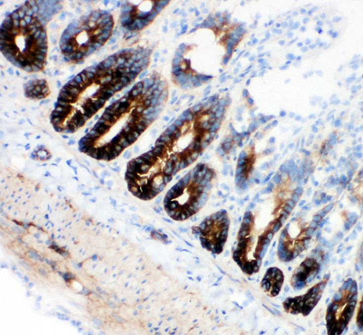 SLC12A2 / NKCC1 antibody. IHC(F): Rat Intestine Tissue.