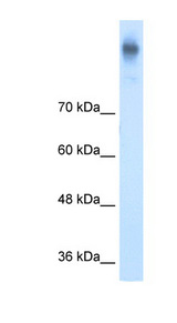 SLC12A2 / NKCC1 antibody LS-C40423 Western blot of DLD1 cell lysate.