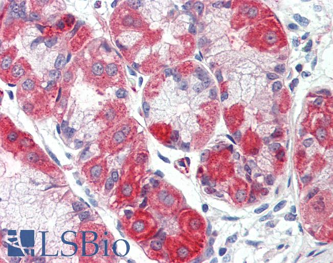 Anti-SLC12A2 / NKCC1 antibody LS-A8904 IHC of human stomach. Immunohistochemistry of formalin-fixed, paraffin-embedded tissue after heat-induced antigen retrieval.