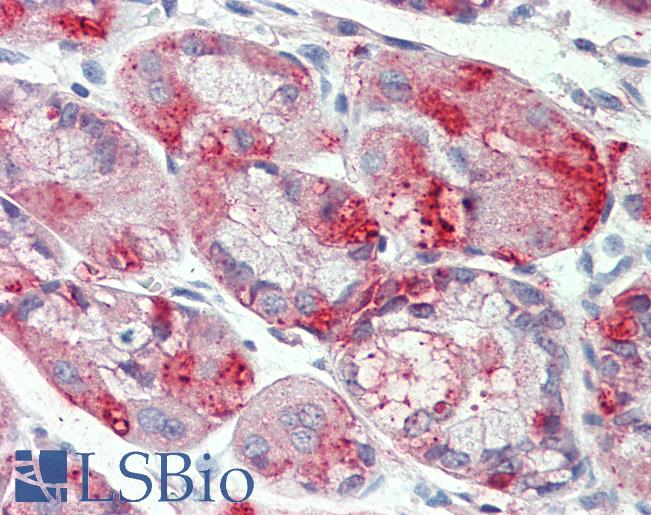 Anti-SLC12A2 / NKCC1 antibody LS-A8899 IHC of human stomach. Immunohistochemistry of formalin-fixed, paraffin-embedded tissue after heat-induced antigen retrieval.