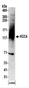 Detection of Human KCC4 by Western Blot. Samples: Whole cell lysate (50 ug) prepared using NETN buffer from Jurkat cells. Antibodies: Affinity purified rabbit anti-KCC4 antibody used for WB at 0.4 ug/ml. Detection: Chemiluminescence with an exposure time of 3 minutes.