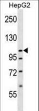 SLC12A7 Antibody western blot of HepG2 cell line lysates (35 ug/lane). The SLC12A7 antibody detected the SLC12A7 protein (arrow).