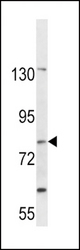 SLC15A1 Antibody western blot of CEM cell line lysates (35 ug/lane). The SLC15A1 antibody detected the SLC15A1 protein (arrow).