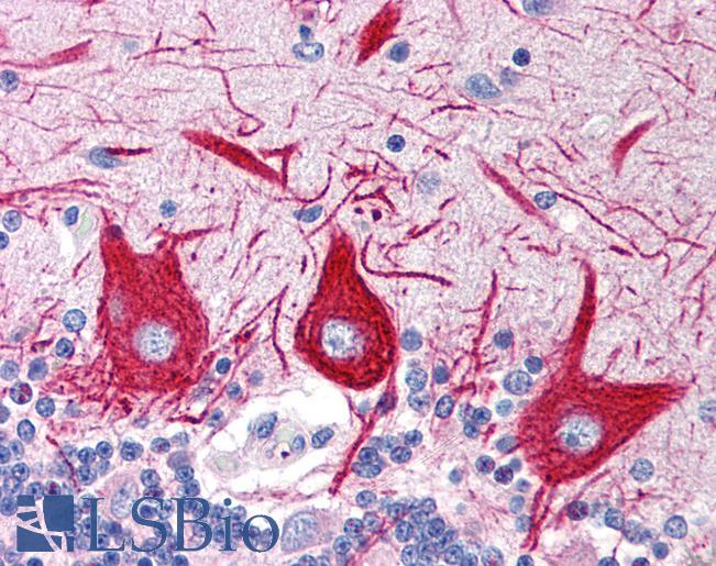 Anti-SLC15A1 antibody IHC of human brain, cerebellum. Immunohistochemistry of formalin-fixed, paraffin-embedded tissue after heat-induced antigen retrieval. Antibody LS-B1834 concentration 10 ug/ml.