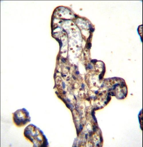 SLC15A3 Antibody immunohistochemistry of formalin-fixed and paraffin-embedded human placenta tissue followed by peroxidase-conjugated secondary antibody and DAB staining.