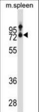 SLC15A3 Antibody western blot of mouse spleen tissue lysates (35 ug/lane). The SLC15A3 antibody detected the SLC15A3 protein (arrow).