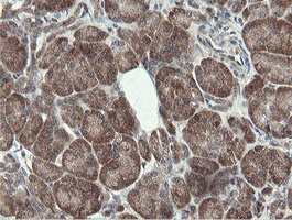IHC of paraffin-embedded Human pancreas tissue using anti-PROSC mouse monoclonal antibody. (Heat-induced epitope retrieval by 10mM citric buffer, pH6.0, 100C for 10min).