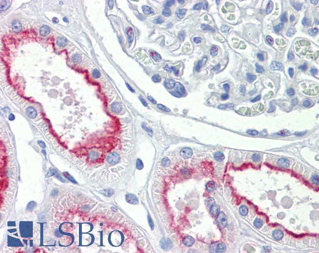 Anti-SLC1A1 / EAAT3 antibody IHC staining of human kidney. Immunohistochemistry of formalin-fixed, paraffin-embedded tissue after heat-induced antigen retrieval.