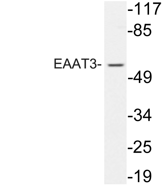 Western blot of EAAT3 (P171) pAb in extracts from 293 cells treated with EGF.