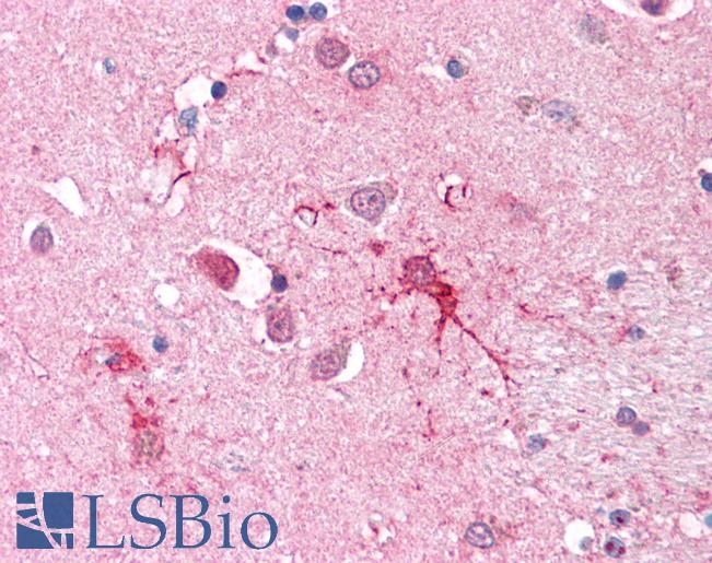Anti-SLC1A4 antibody LS-A8979 IHC of human brain-cortex. Immunohistochemistry of formalin-fixed, paraffin-embedded tissue after heat-induced antigen retrieval.