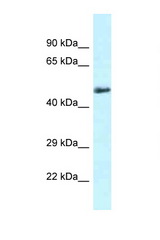 SLC1A4 antibody LS-C145693 Western blot of Mouse Heart lysate. Antibody concentration 1 ug/ml.